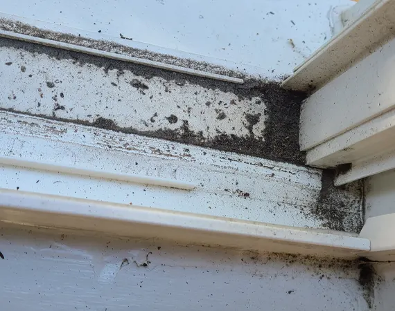 sills-kiwiwashing-04