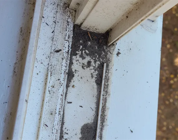 sills-kiwiwashing-06